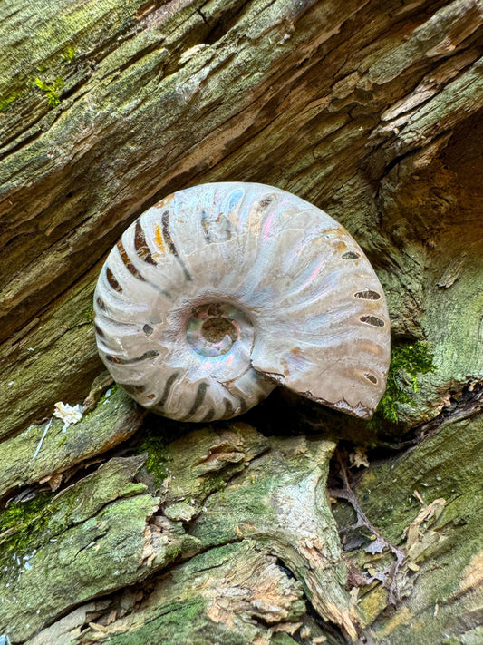 Polished Rainbow Ammonite Opalized Iridescent Fossil Specimen 64.4g Mineral Crystal