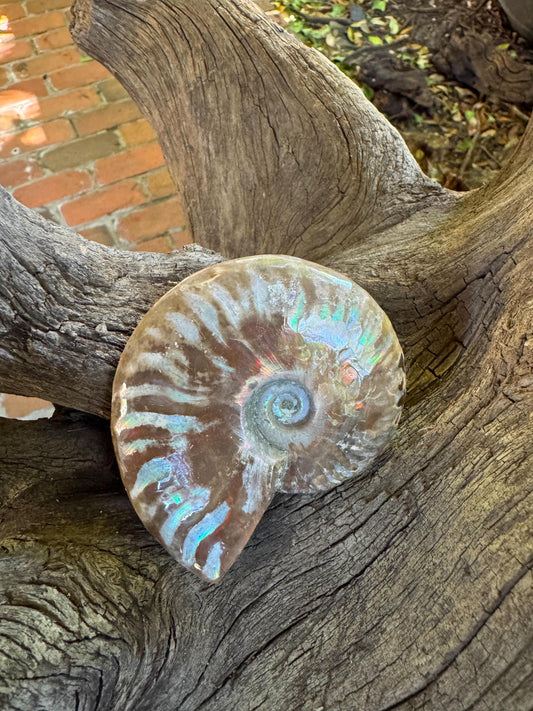 Polished Rainbow Ammonite Opalized Iridescent Fossil Specimen 144.1g Mineral Crystal