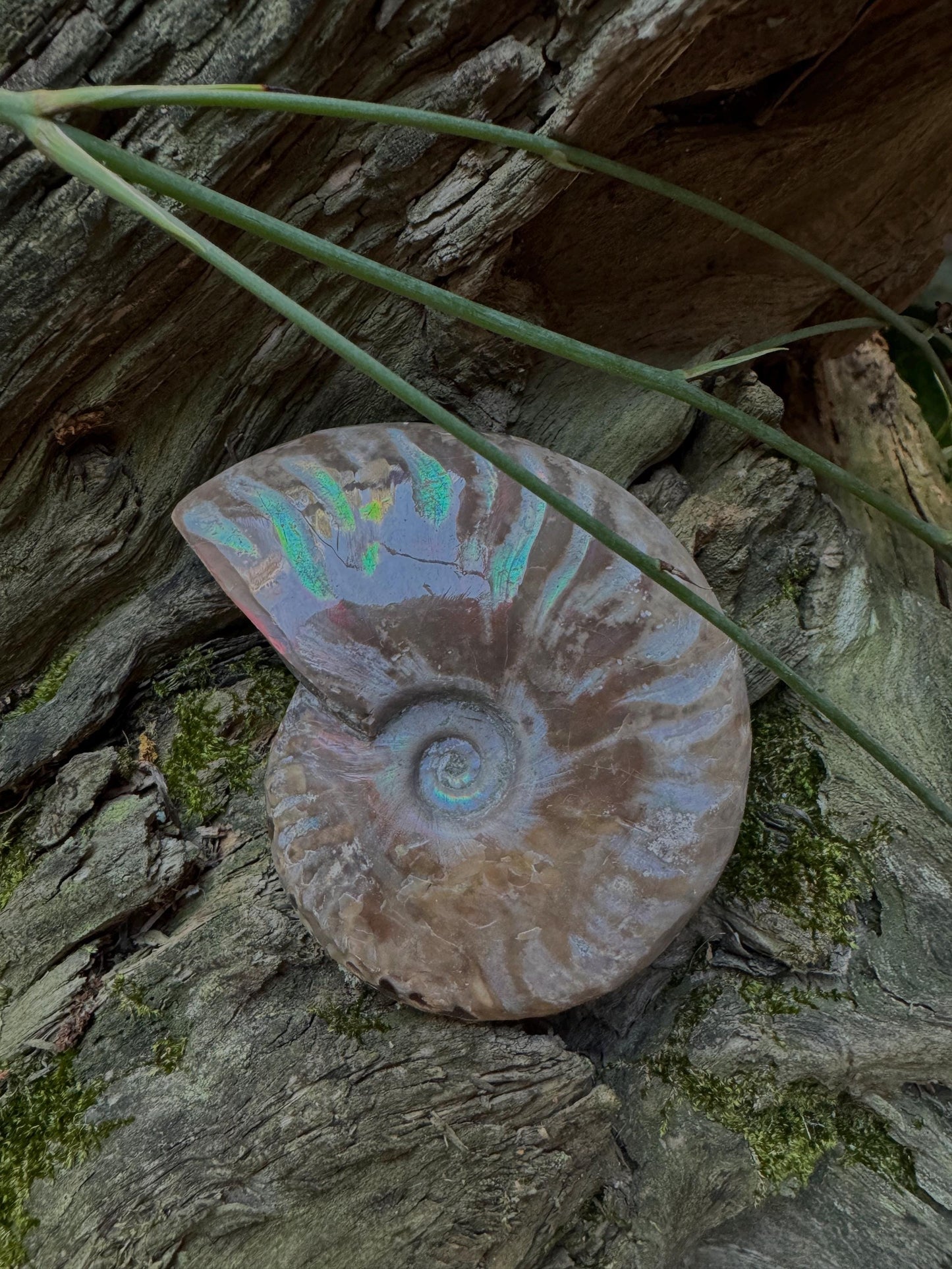 Polished Rainbow Ammonite Opalized Iridescent Fossil Specimen 144.1g Mineral Crystal