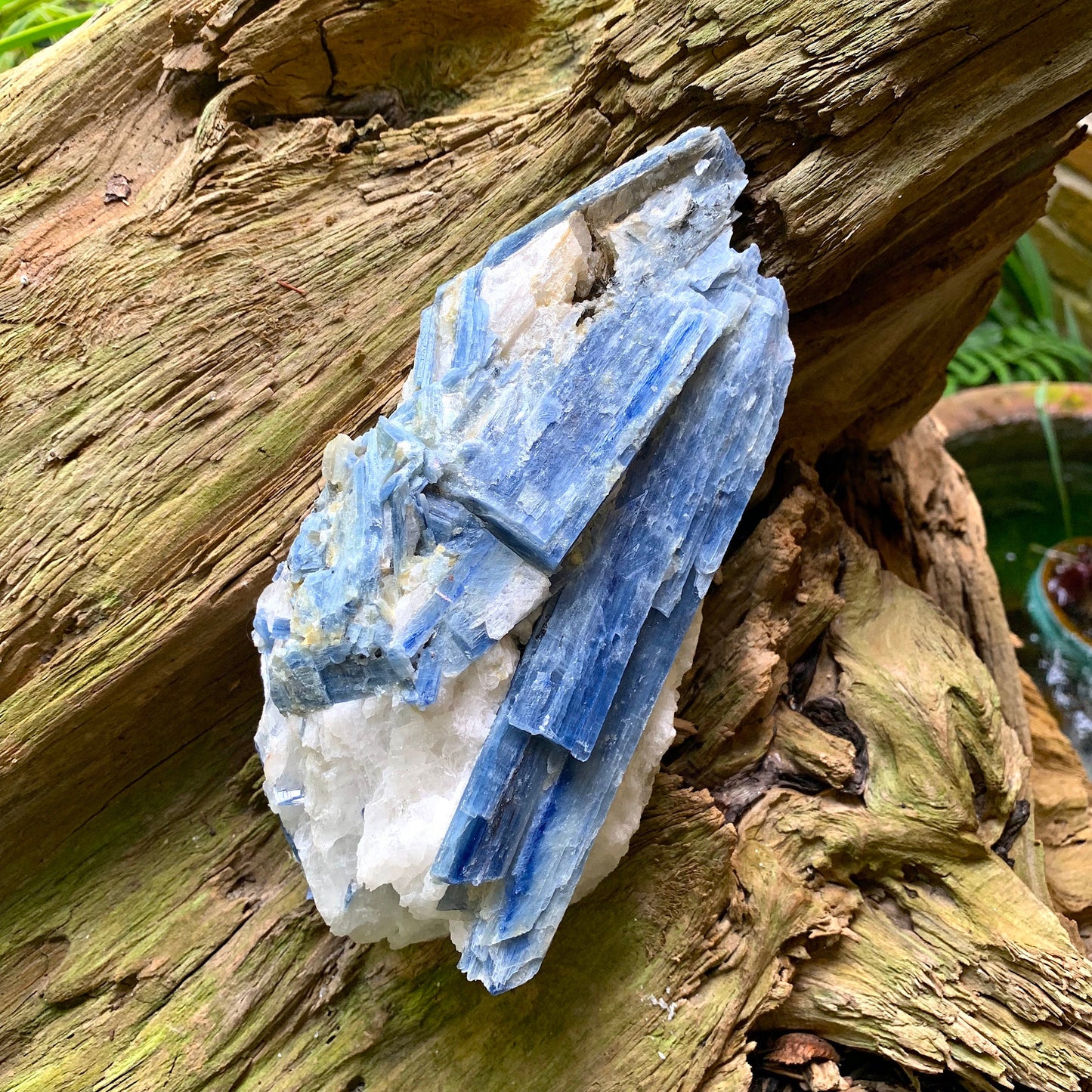 Beautiful Blue Kyanite With Quartz 1250g From Minas Gerais Brazil Specimen