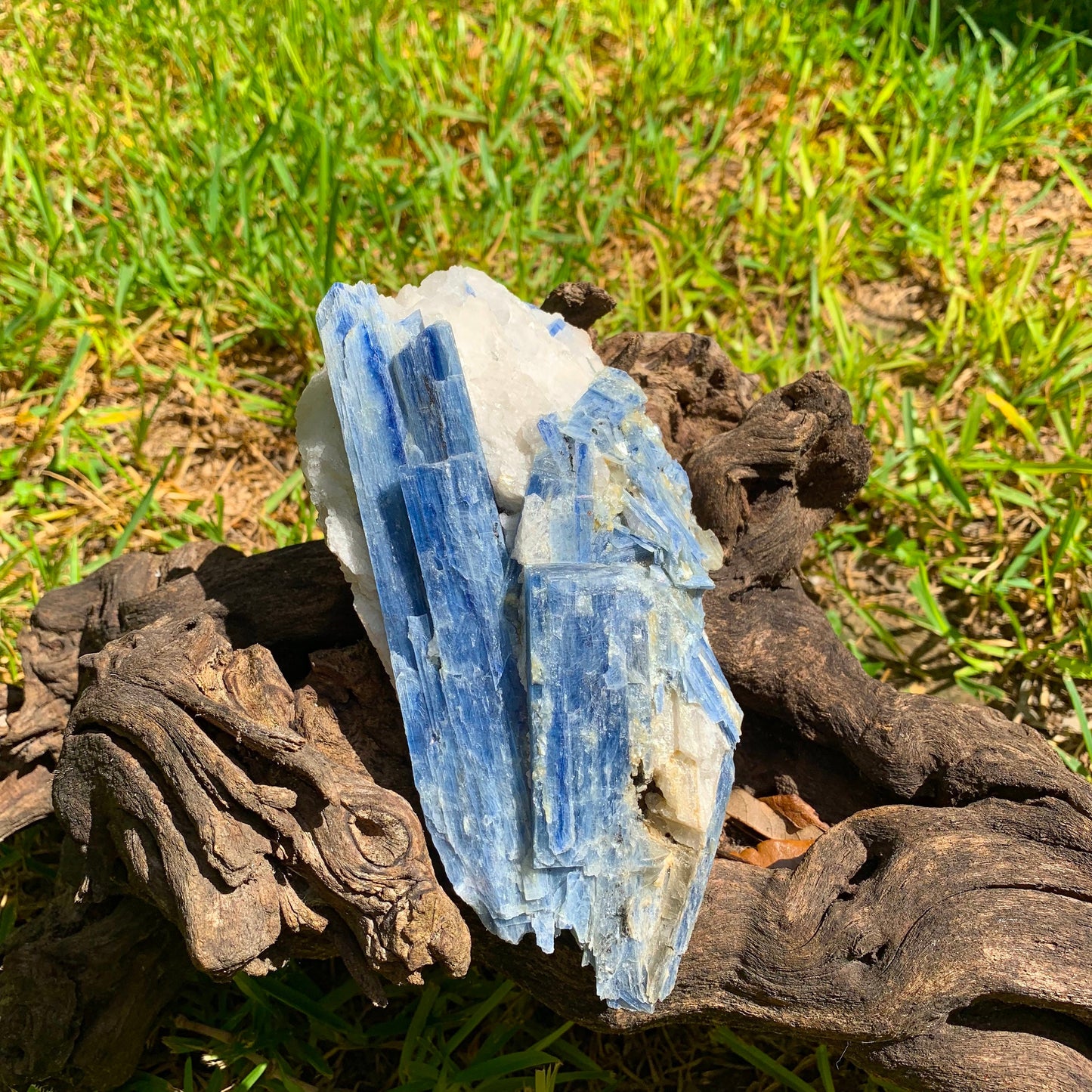 Beautiful Blue Kyanite With Quartz 1250g From Minas Gerais Brazil Specimen