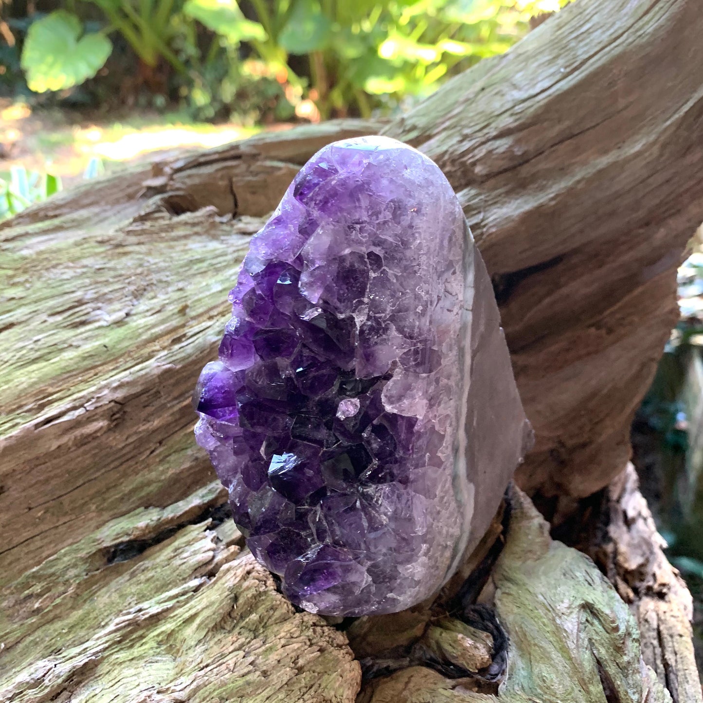 Half Polished Amethyst 990g 2lb 3oz Geode Specimen Brazil Reiki Chakra Healing