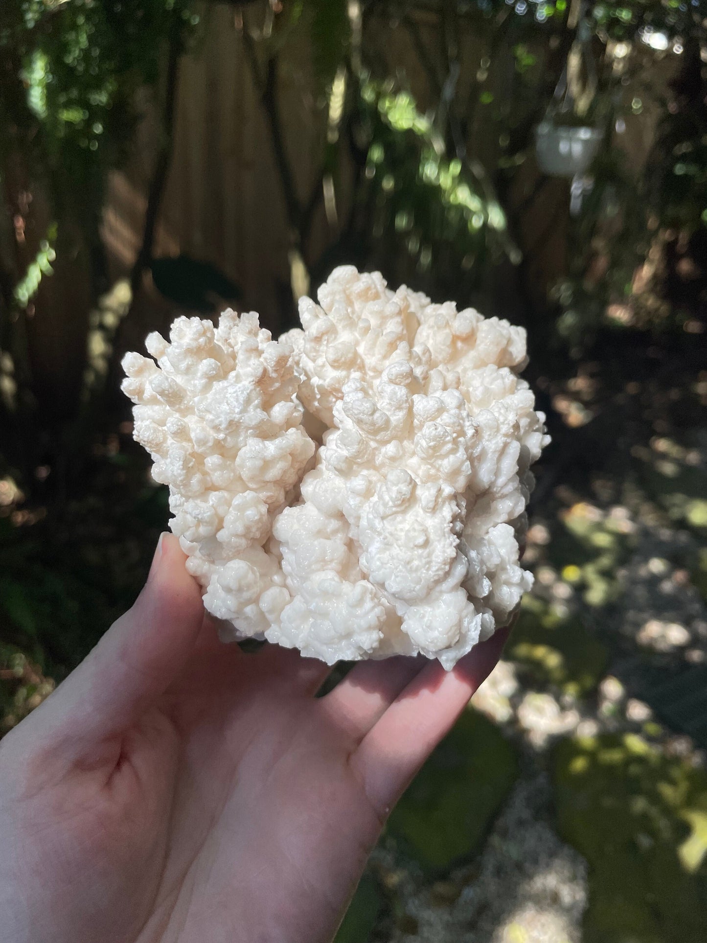 Aragonite Cave Calcite From mina potosi Chihuahua, Mexico 520g 1lb 2.3oz Specimen