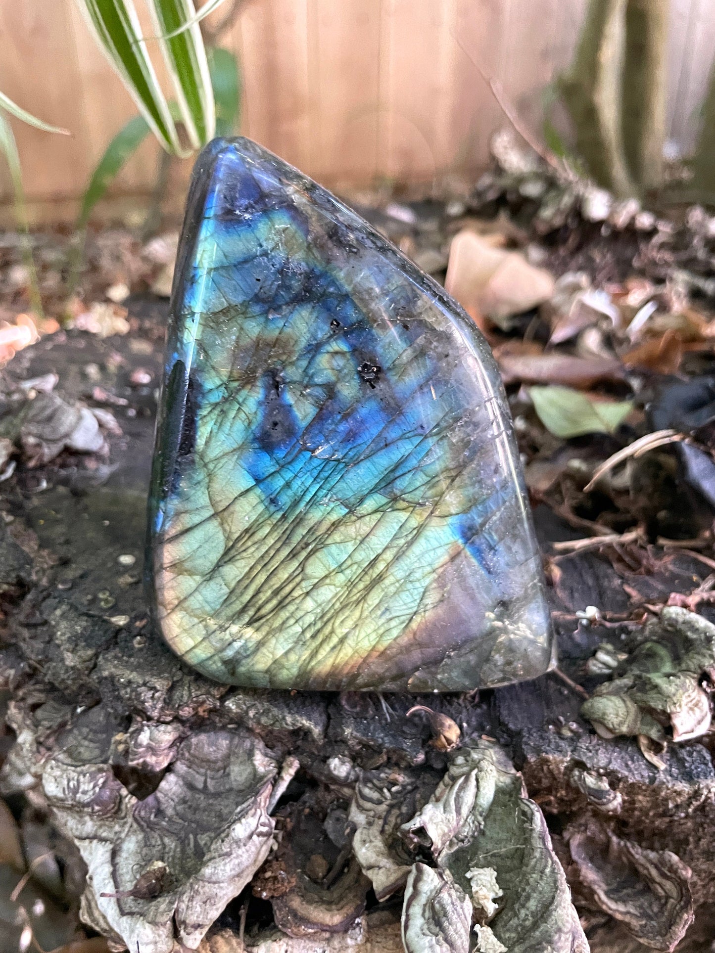 Polished Rainbow Labradorite Free Form 456g From Madagascar Mineral Crystal
