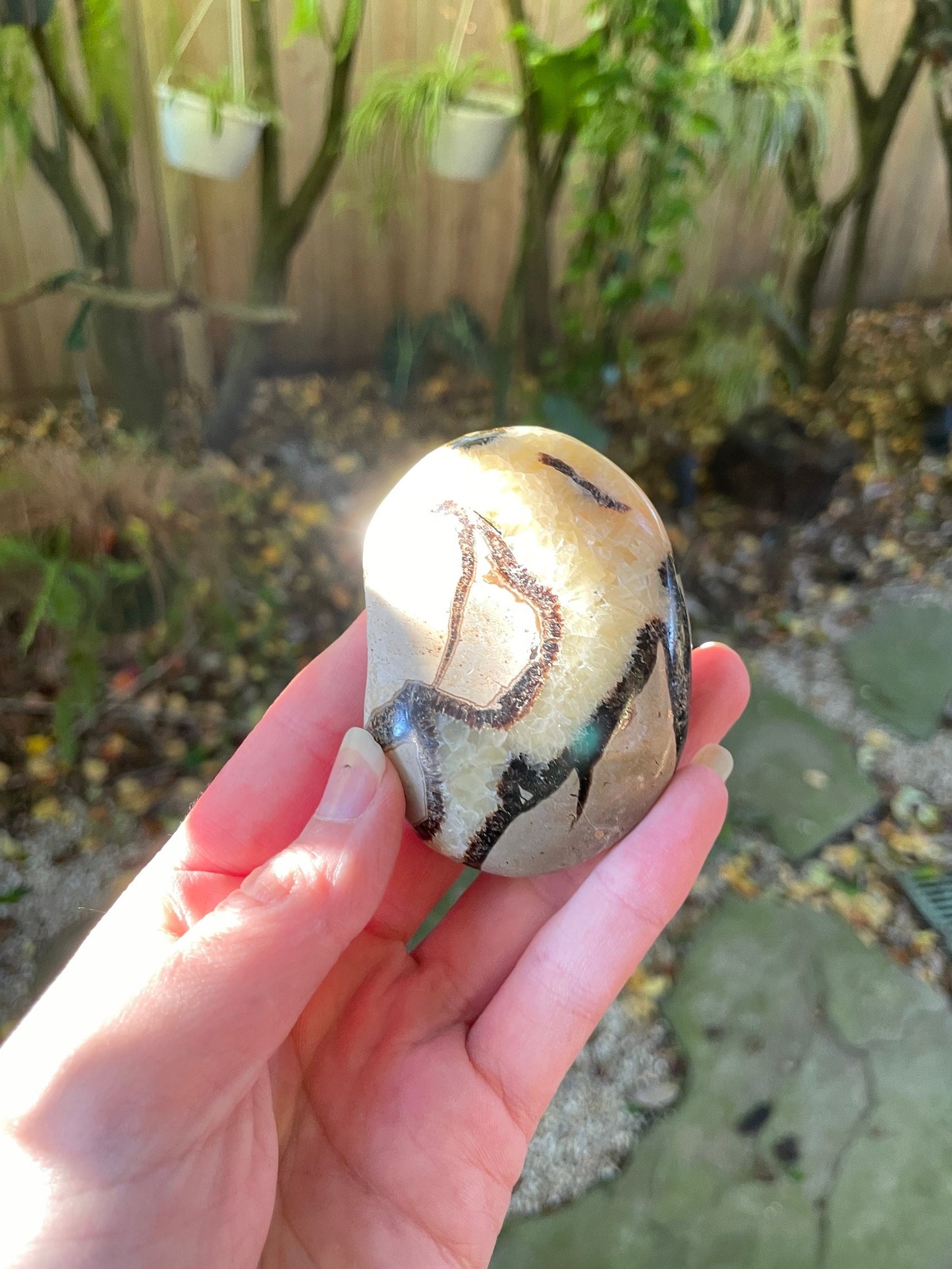 Lovely Large Septarian Calcite Palm Stone Madagascar 119.2g Specimen