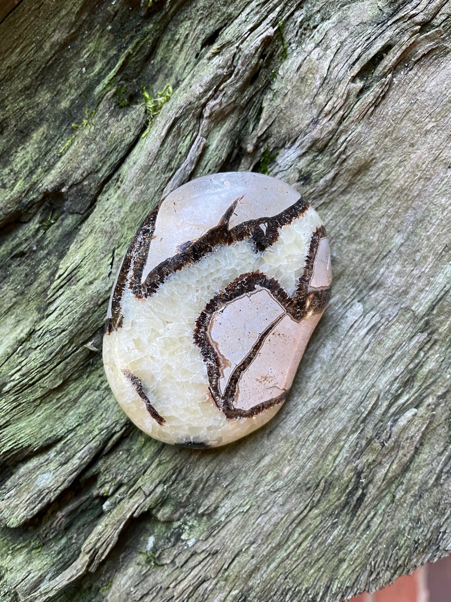 Lovely Large Septarian Calcite Palm Stone Madagascar 119.2g Specimen