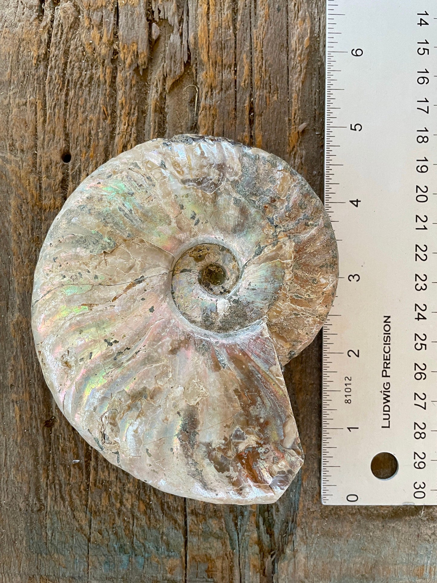 Large Rainbow Ammonite Opalized Iridescent Fossil Specimen 434g Mineral Crystal