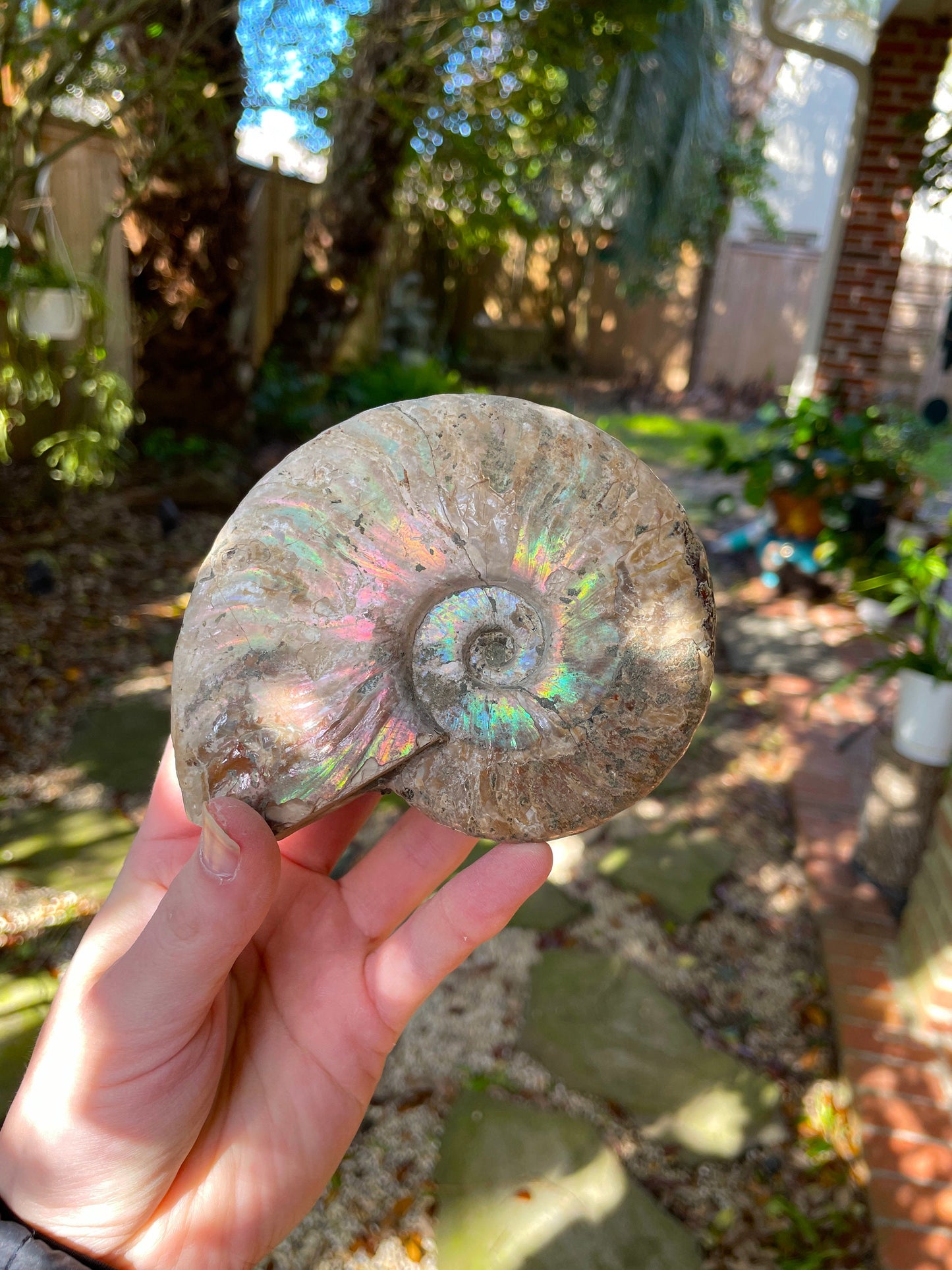 Large Rainbow Ammonite Opalized Iridescent Fossil Specimen 434g Mineral Crystal