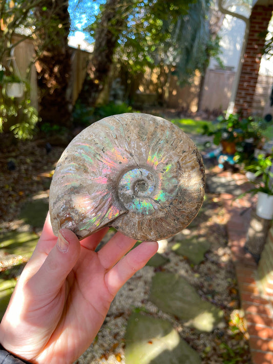 Large Rainbow Ammonite Opalized Iridescent Fossil Specimen 434g Mineral Crystal