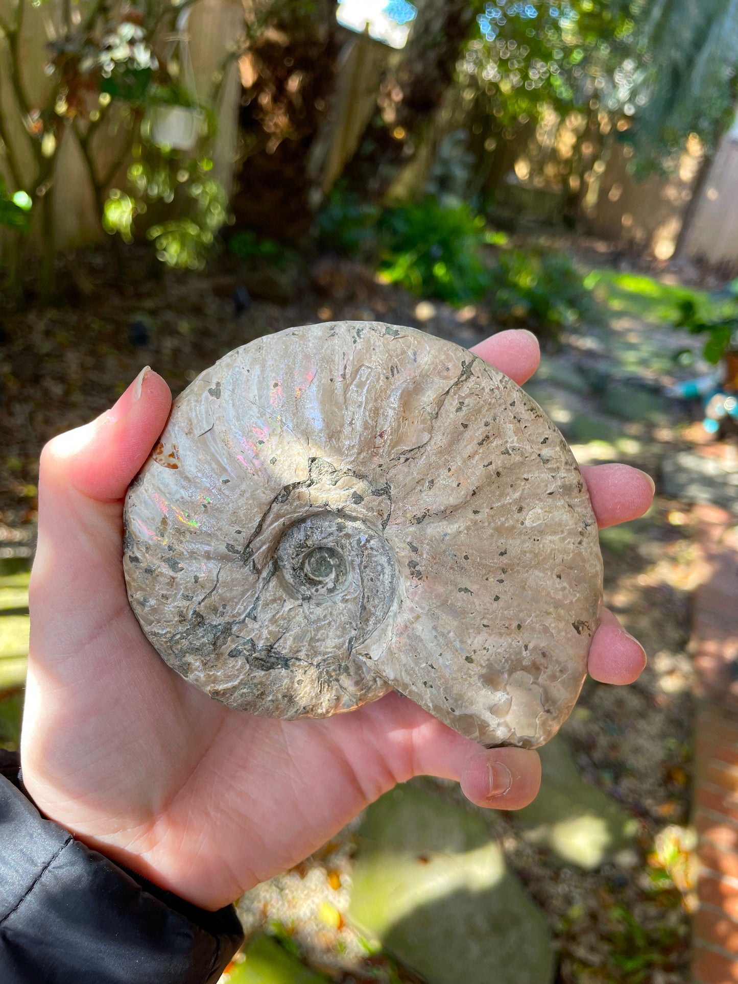Large Rainbow Ammonite Opalized Iridescent Fossil Specimen 434g Mineral Crystal