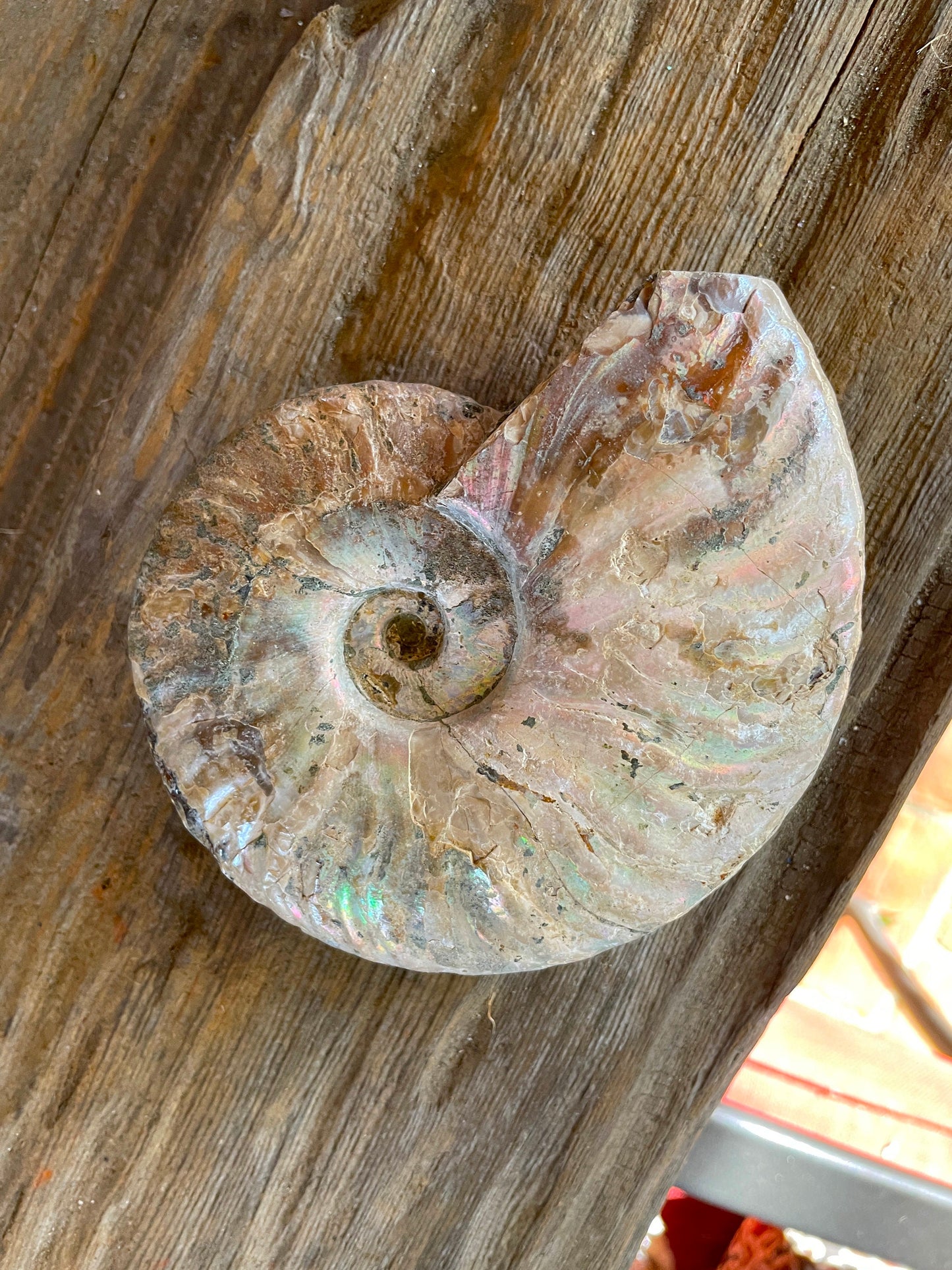 Large Rainbow Ammonite Opalized Iridescent Fossil Specimen 434g Mineral Crystal