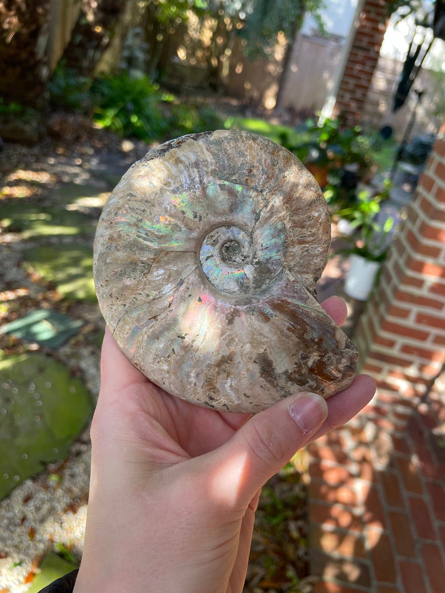 Large Rainbow Ammonite Opalized Iridescent Fossil Specimen 434g Mineral Crystal