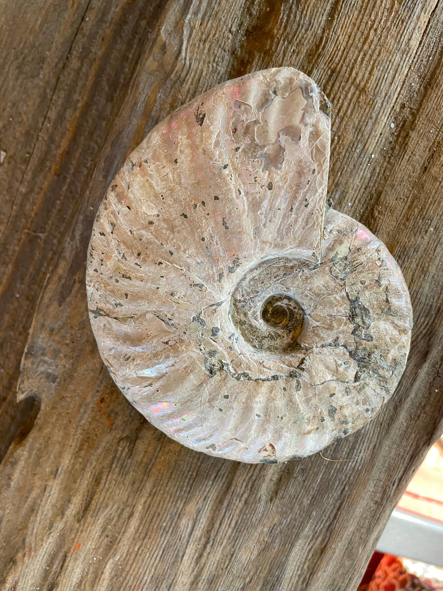 Large Rainbow Ammonite Opalized Iridescent Fossil Specimen 434g Mineral Crystal