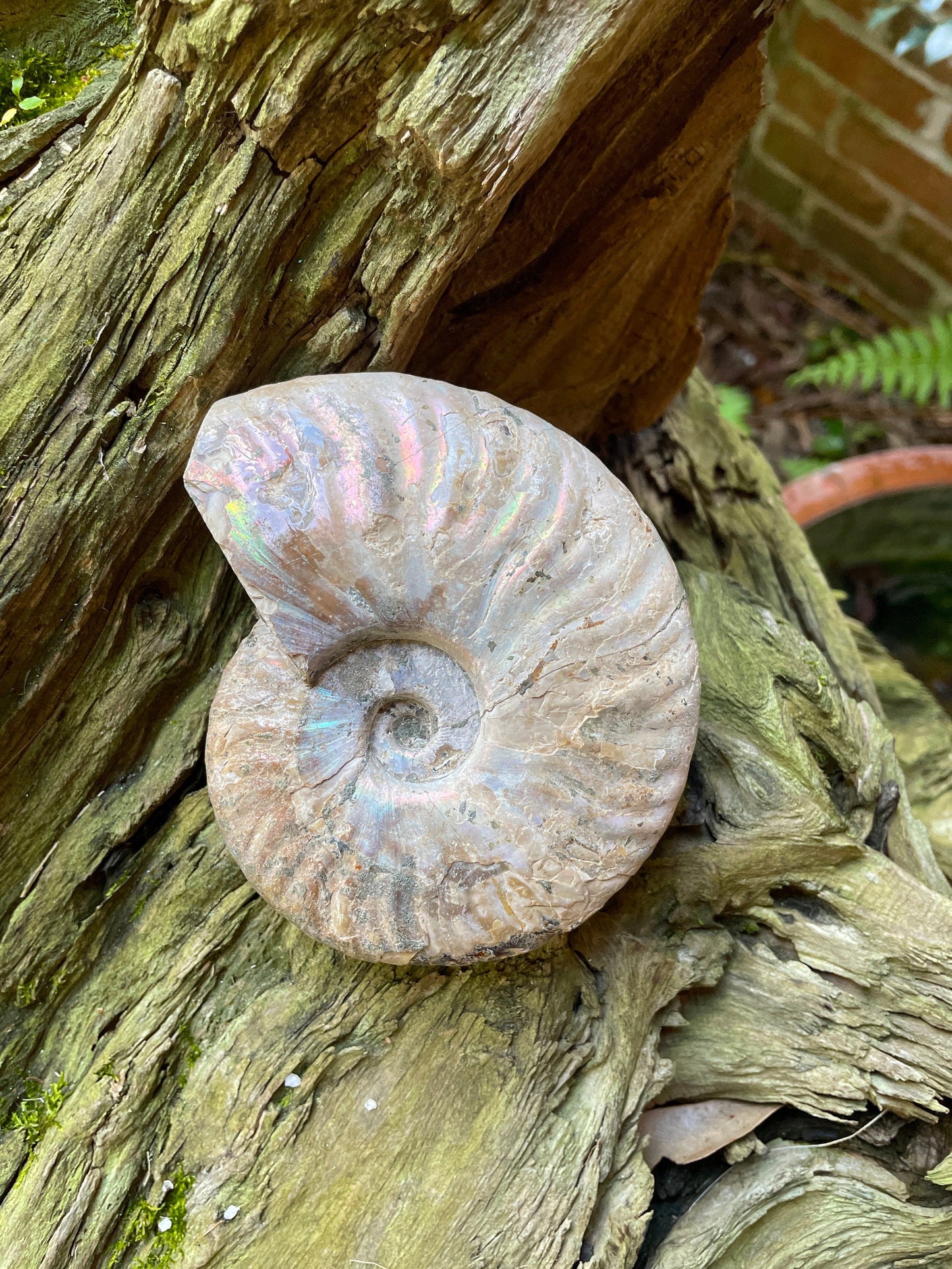 Large Rainbow Ammonite Opalized Iridescent Fossil Specimen 434g Mineral Crystal