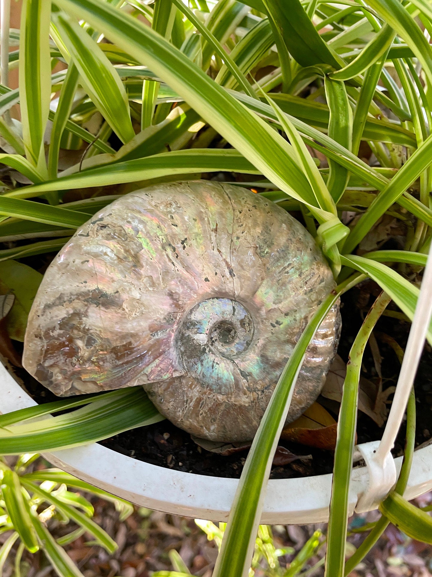 Large Rainbow Ammonite Opalized Iridescent Fossil Specimen 434g Mineral Crystal