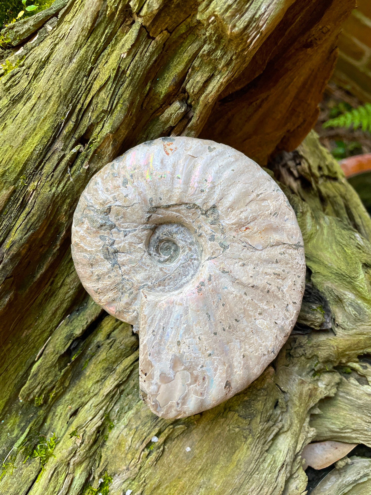 Large Rainbow Ammonite Opalized Iridescent Fossil Specimen 434g Mineral Crystal