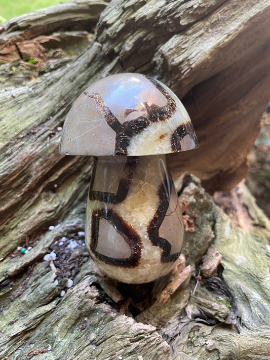 Septarian Calcite Polished Mushroom Stone Madagascar 472g 1lb 0.7oz Specimen Mineral Crystal