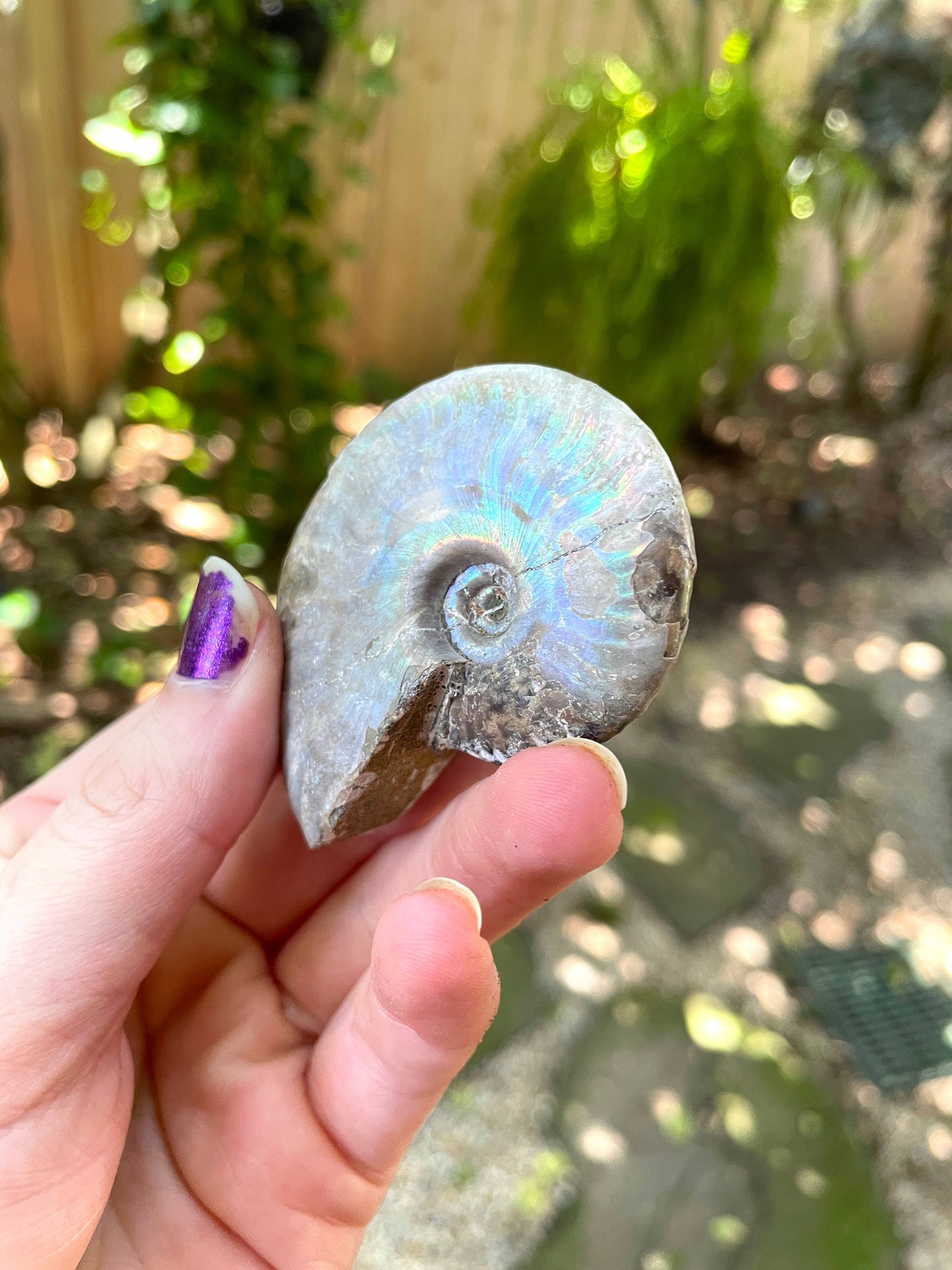 Rainbow Ammonite Opalized Iridescent Fossil Specimen 59.4g Mineral Crystal