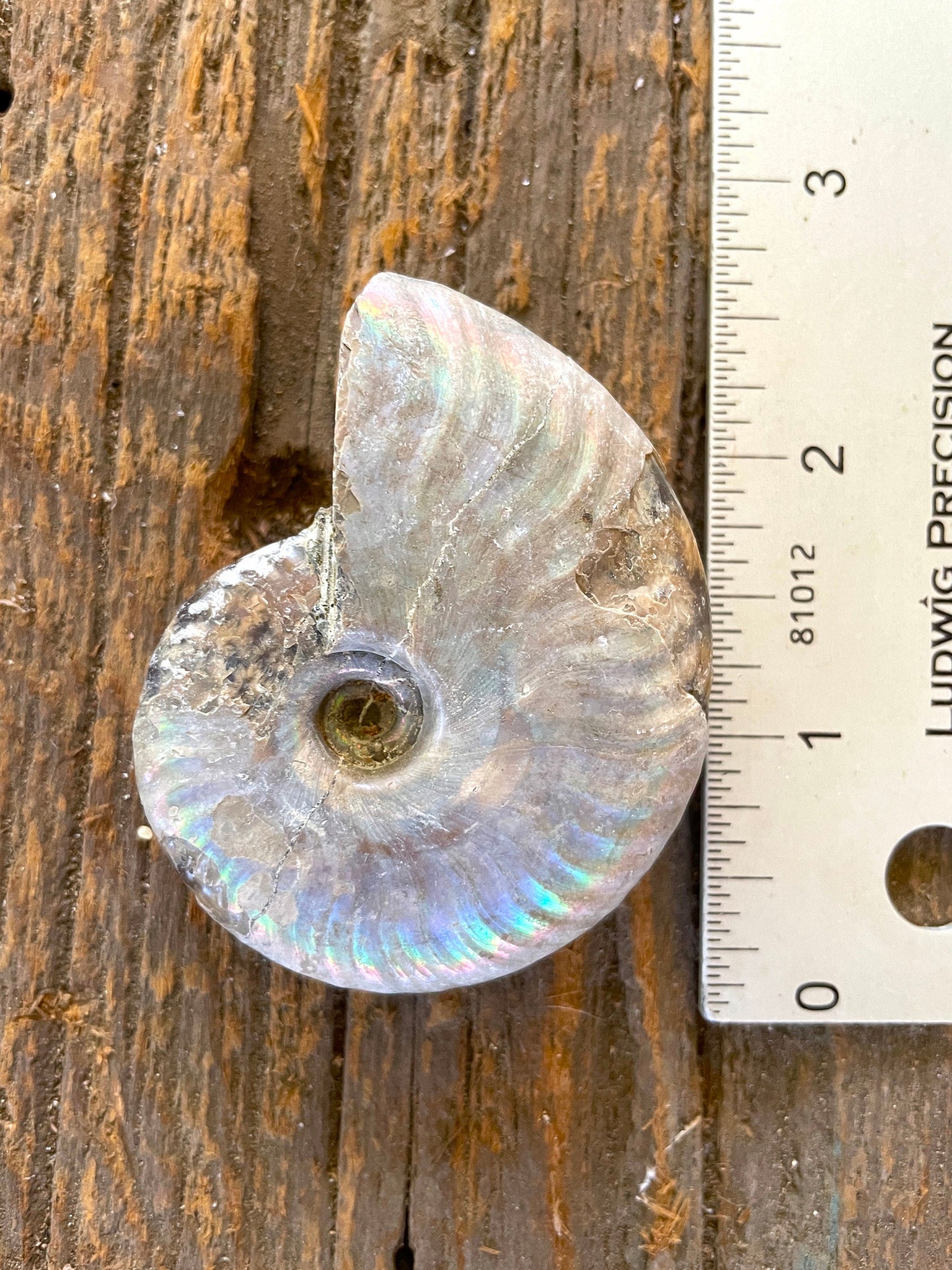 Rainbow Ammonite Opalized Iridescent Fossil Specimen 59.4g Mineral Crystal