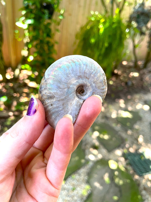 Rainbow Ammonite Opalized Iridescent Fossil Specimen 59.4g Mineral Crystal