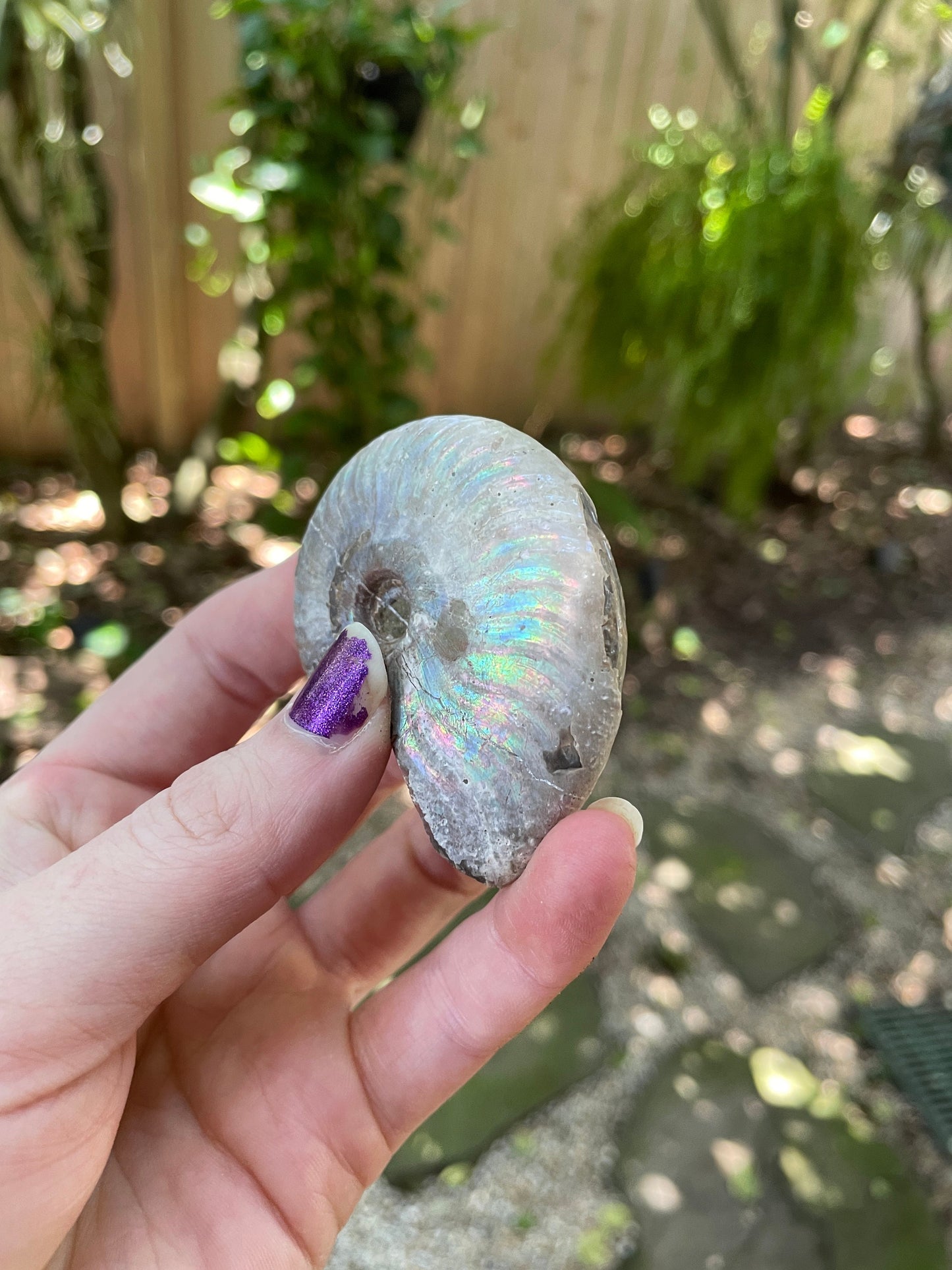 Rainbow Ammonite Opalized Iridescent Fossil Specimen 59.4g Mineral Crystal