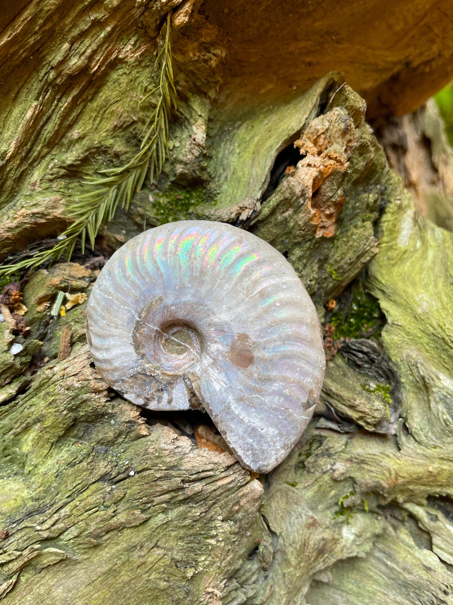 Rainbow Ammonite Opalized Iridescent Fossil Specimen 59.4g Mineral Crystal