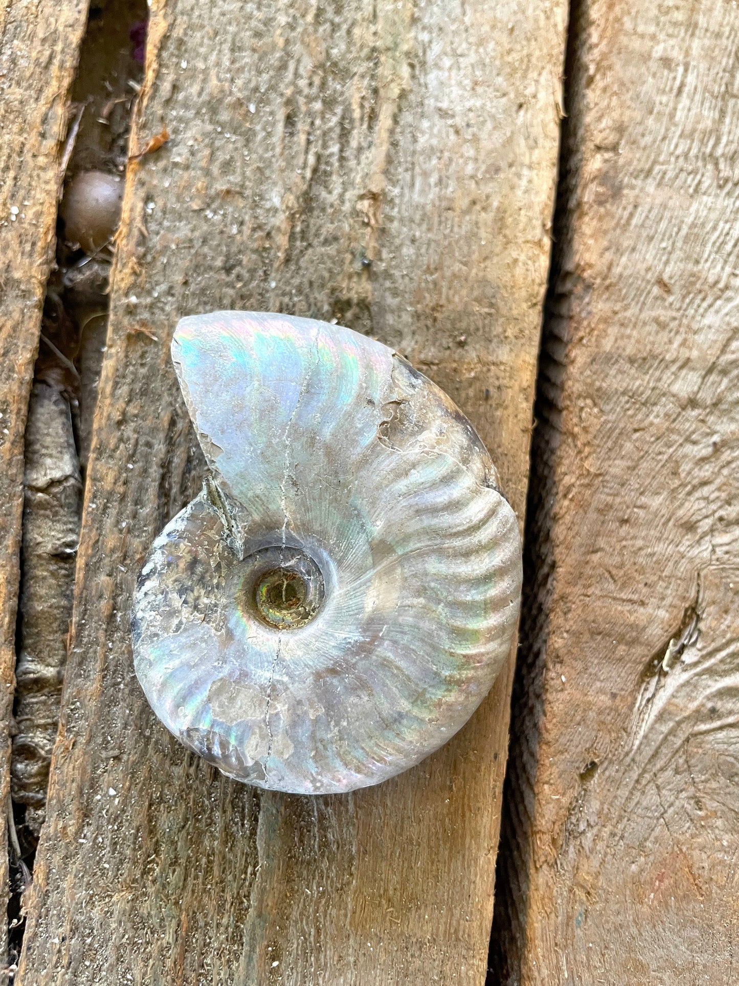 Rainbow Ammonite Opalized Iridescent Fossil Specimen 59.4g Mineral Crystal
