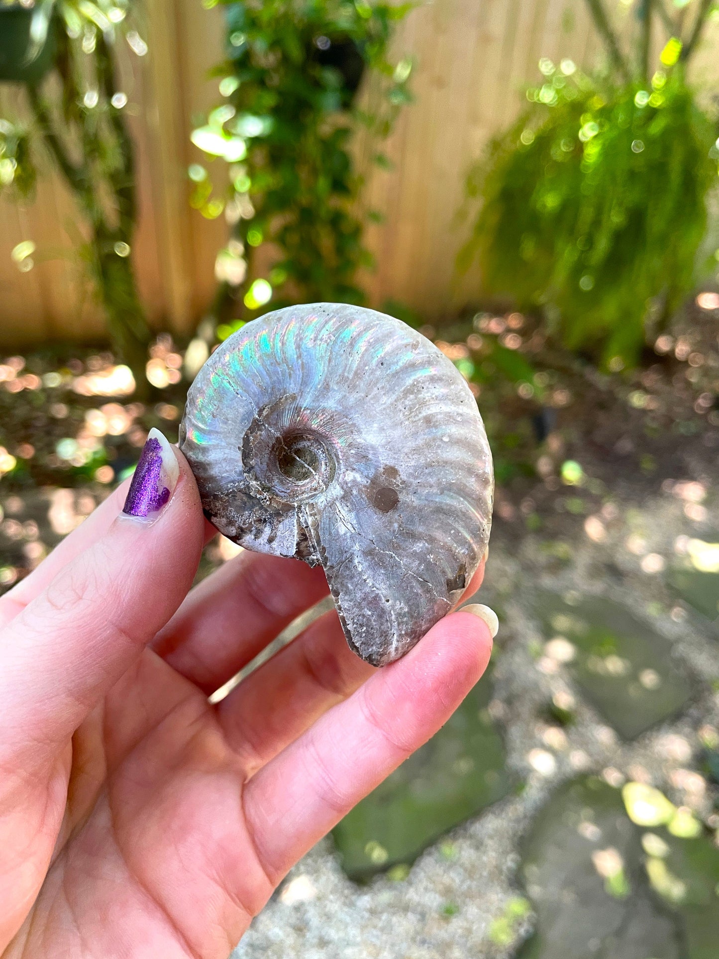 Rainbow Ammonite Opalized Iridescent Fossil Specimen 59.4g Mineral Crystal