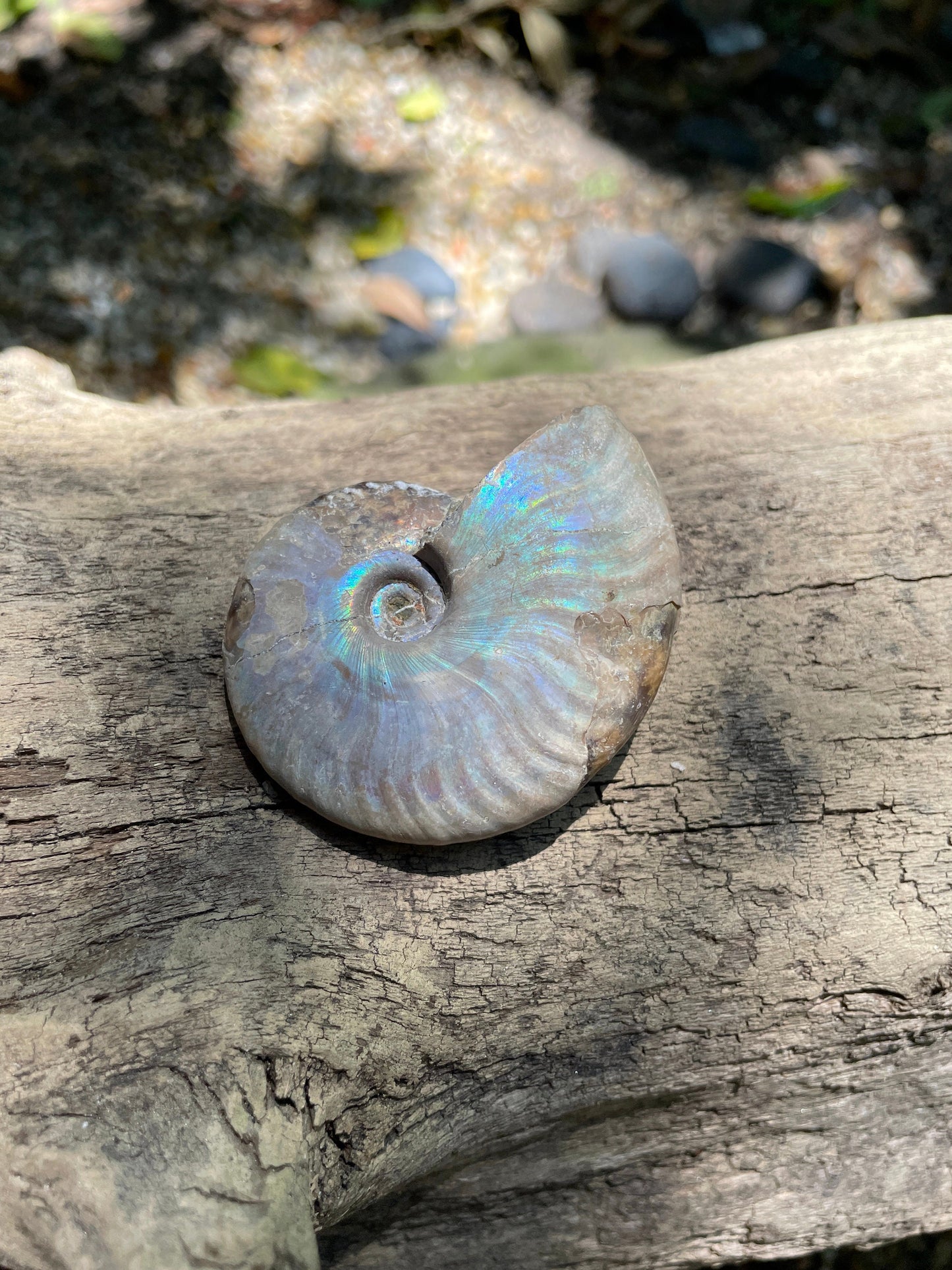Rainbow Ammonite Opalized Iridescent Fossil Specimen 59.4g Mineral Crystal