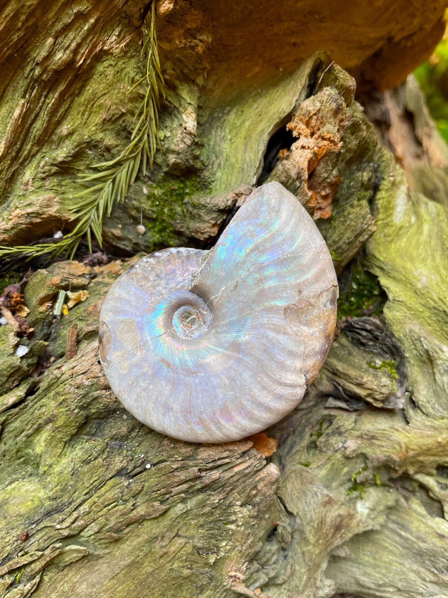 Rainbow Ammonite Opalized Iridescent Fossil Specimen 59.4g Mineral Crystal