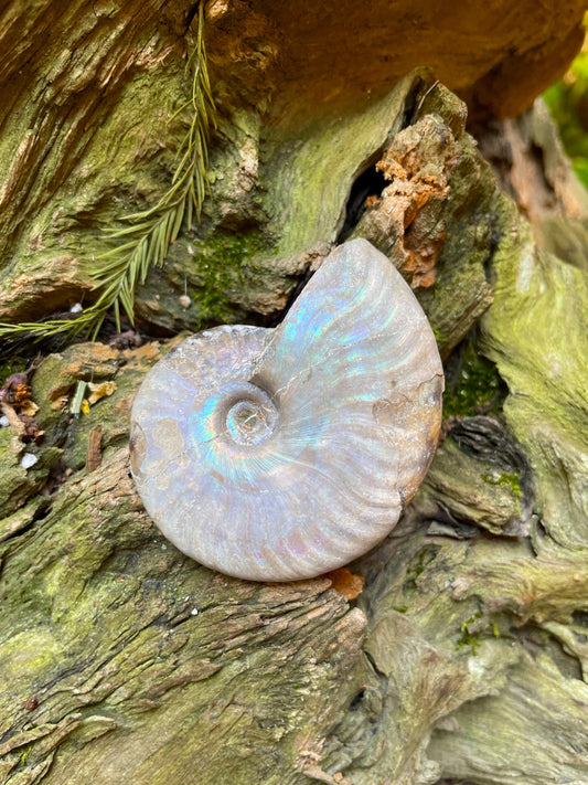 Rainbow Ammonite Opalized Iridescent Fossil Specimen 59.4g Mineral Crystal