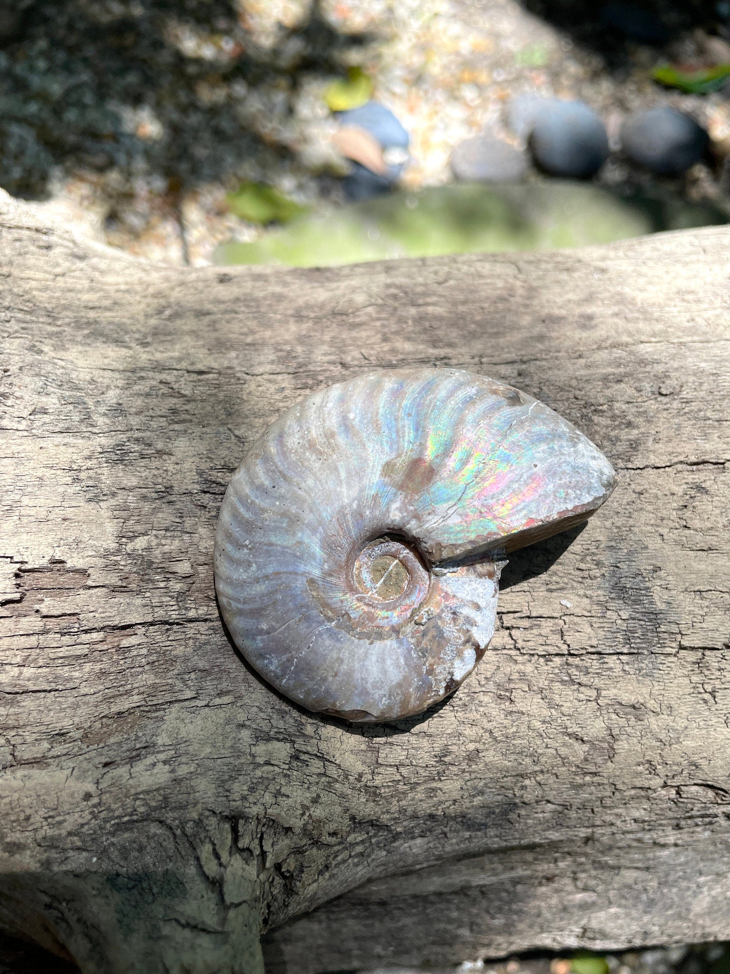 Rainbow Ammonite Opalized Iridescent Fossil Specimen 59.4g Mineral Crystal