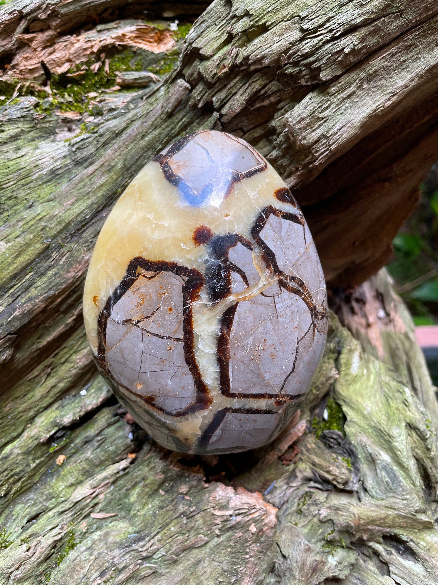 Polished Septarian Calcite Free Form Madagascar 665g Specimen Mineral Crystal