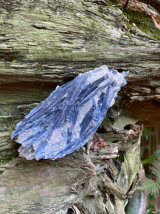 Blue Kyanite With Quartz Specimen 570g From Minas Gerais Brazil Specimen Mineral