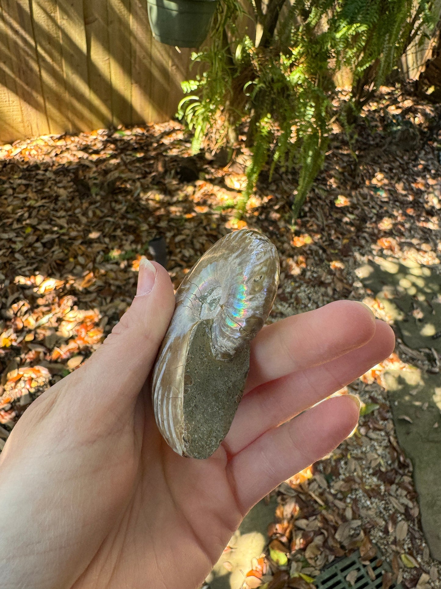 Polished Rainbow Ammonite Opalized Iridescent Fossil Specimen 117g Mineral Crystal