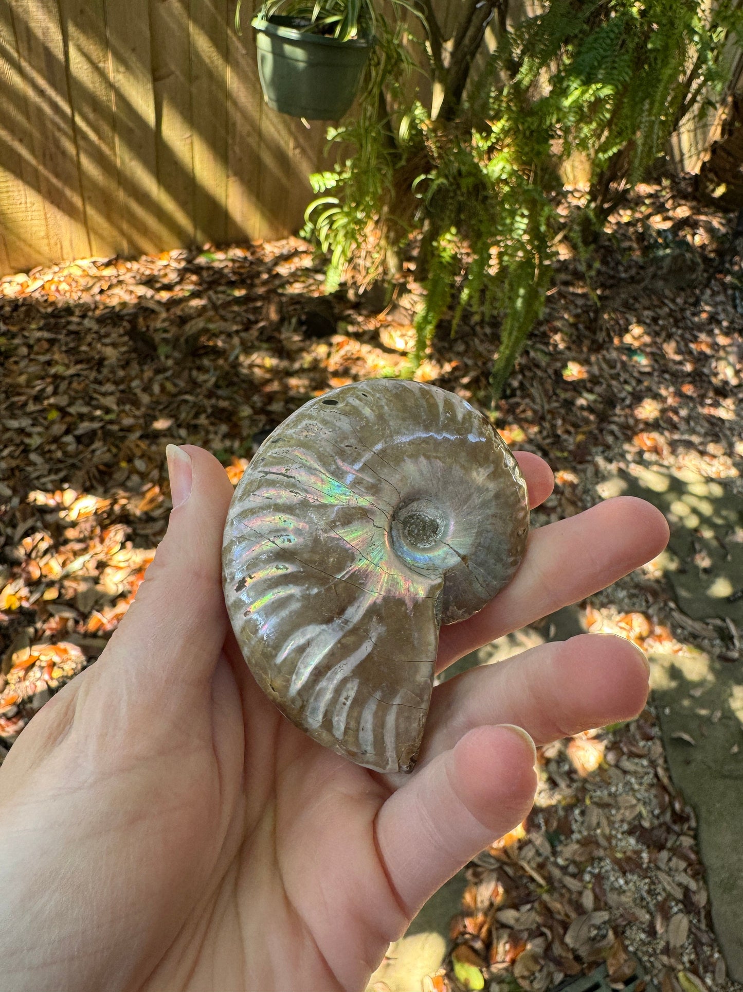 Polished Rainbow Ammonite Opalized Iridescent Fossil Specimen 117g Mineral Crystal