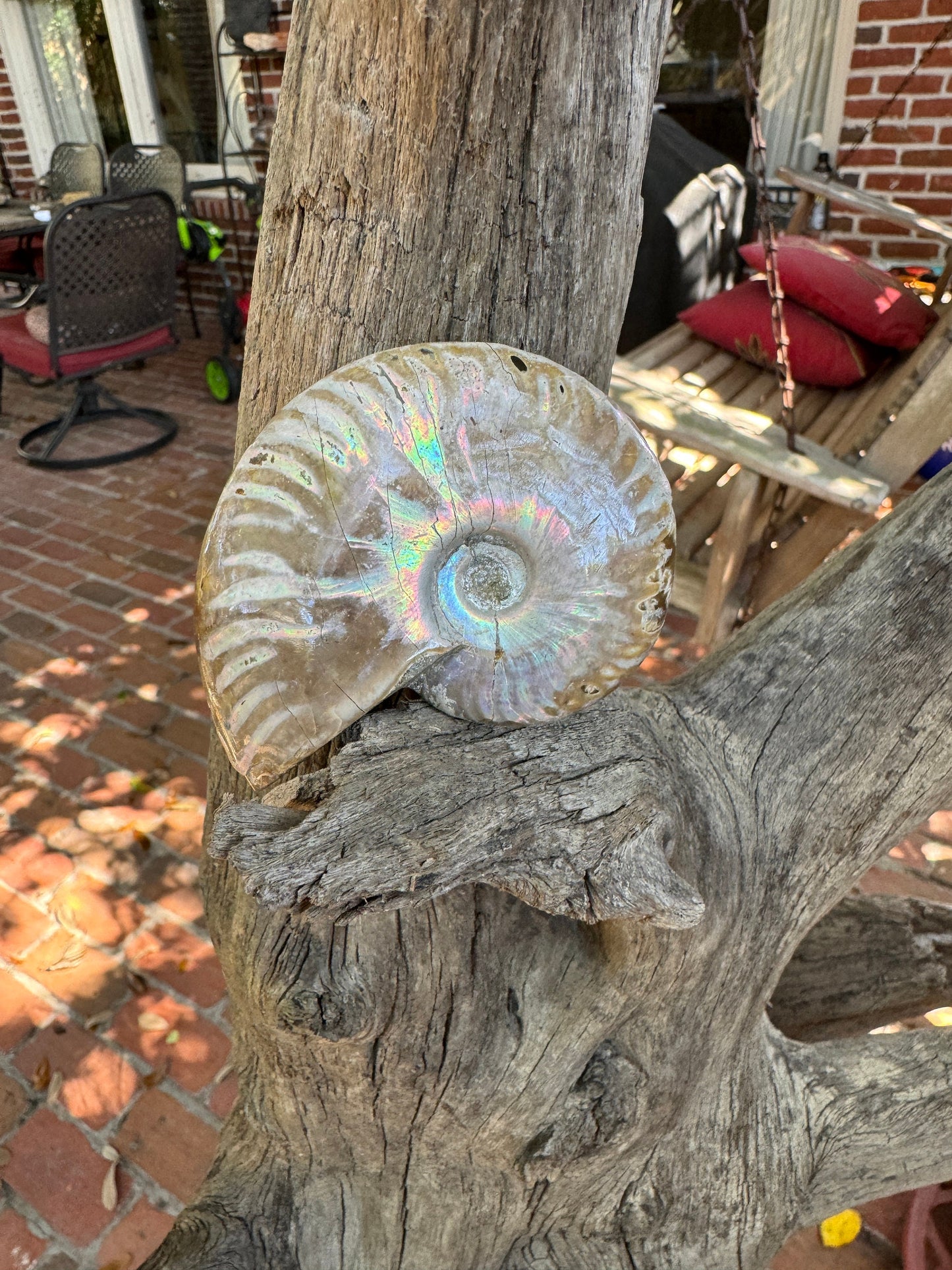 Polished Rainbow Ammonite Opalized Iridescent Fossil Specimen 117g Mineral Crystal