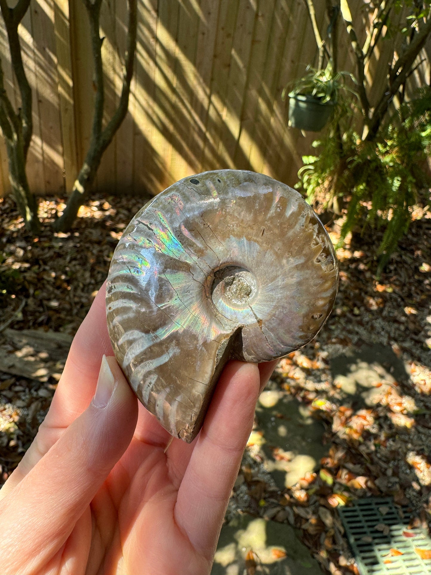 Polished Rainbow Ammonite Opalized Iridescent Fossil Specimen 117g Mineral Crystal