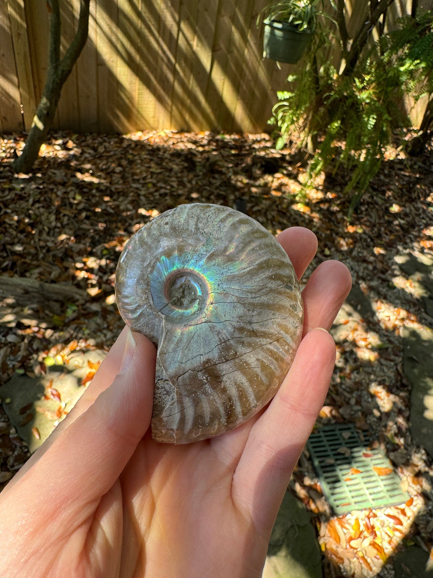 Polished Rainbow Ammonite Opalized Iridescent Fossil Specimen 117g Mineral Crystal