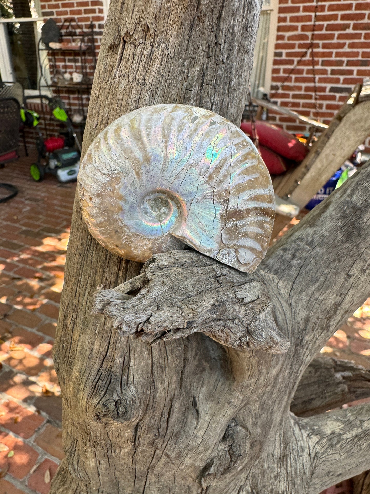 Polished Rainbow Ammonite Opalized Iridescent Fossil Specimen 117g Mineral Crystal