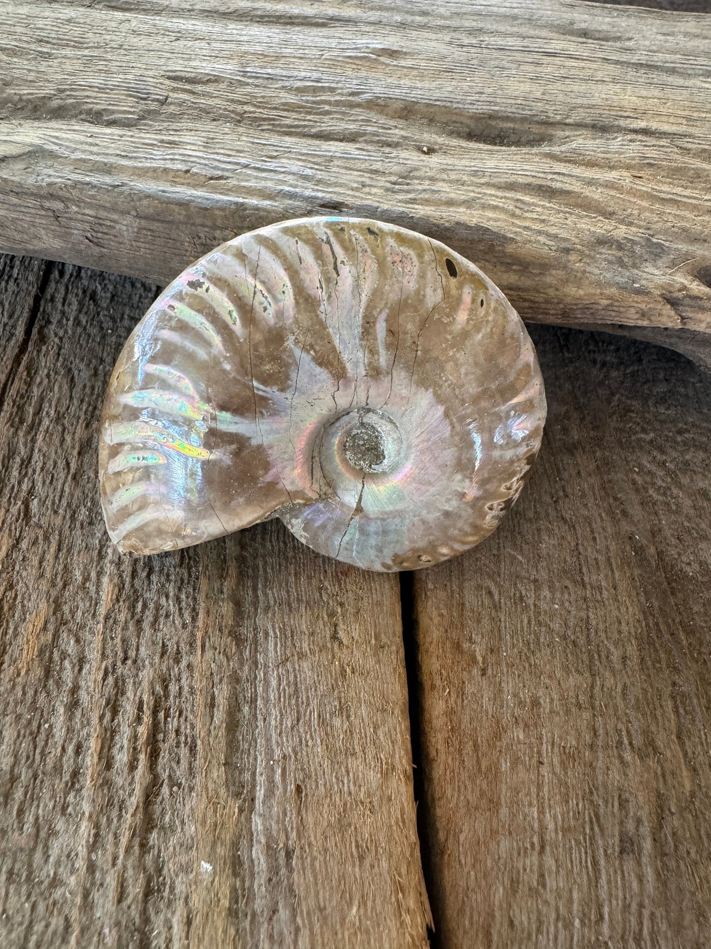 Polished Rainbow Ammonite Opalized Iridescent Fossil Specimen 117g Mineral Crystal