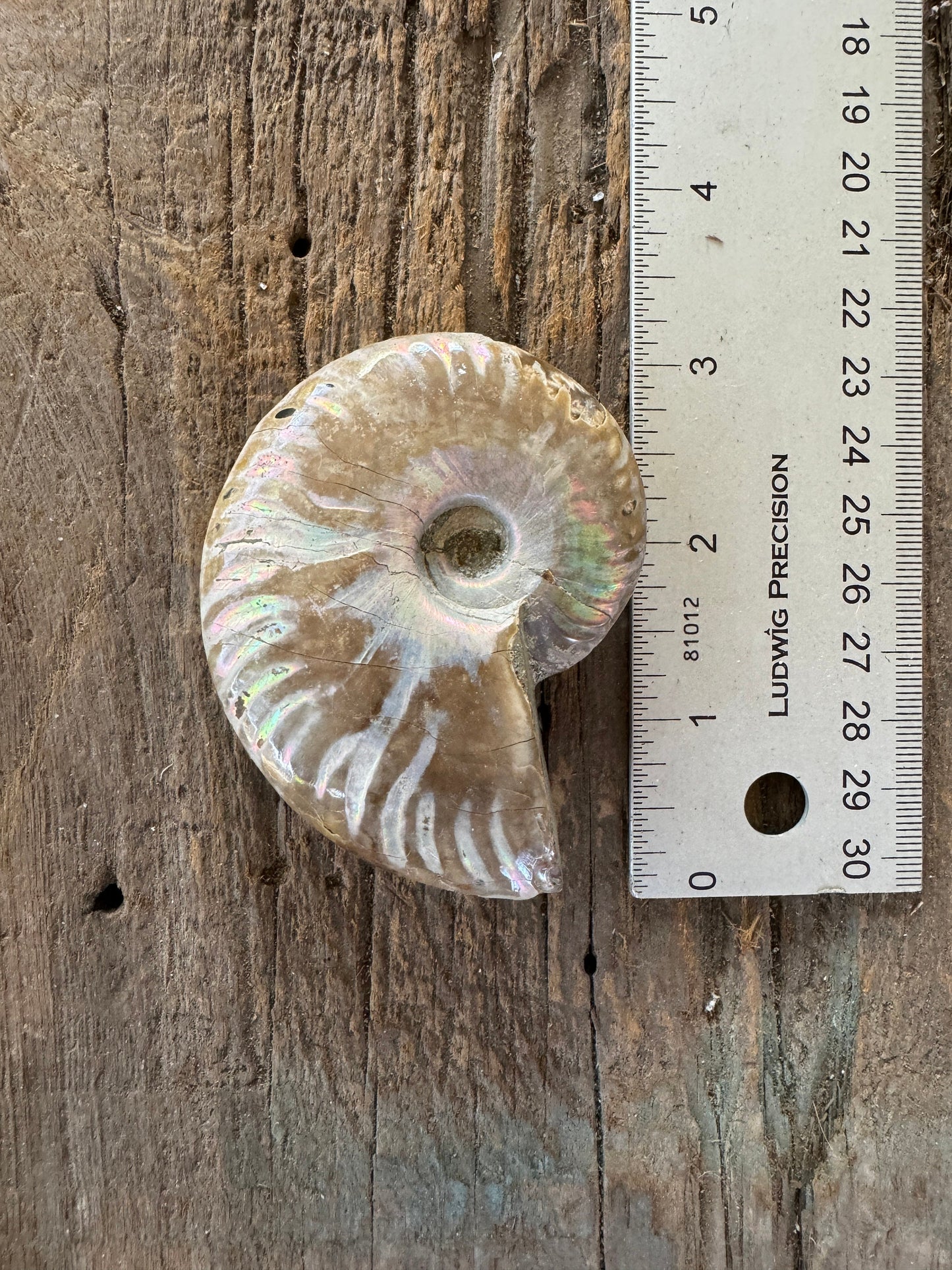 Polished Rainbow Ammonite Opalized Iridescent Fossil Specimen 117g Mineral Crystal