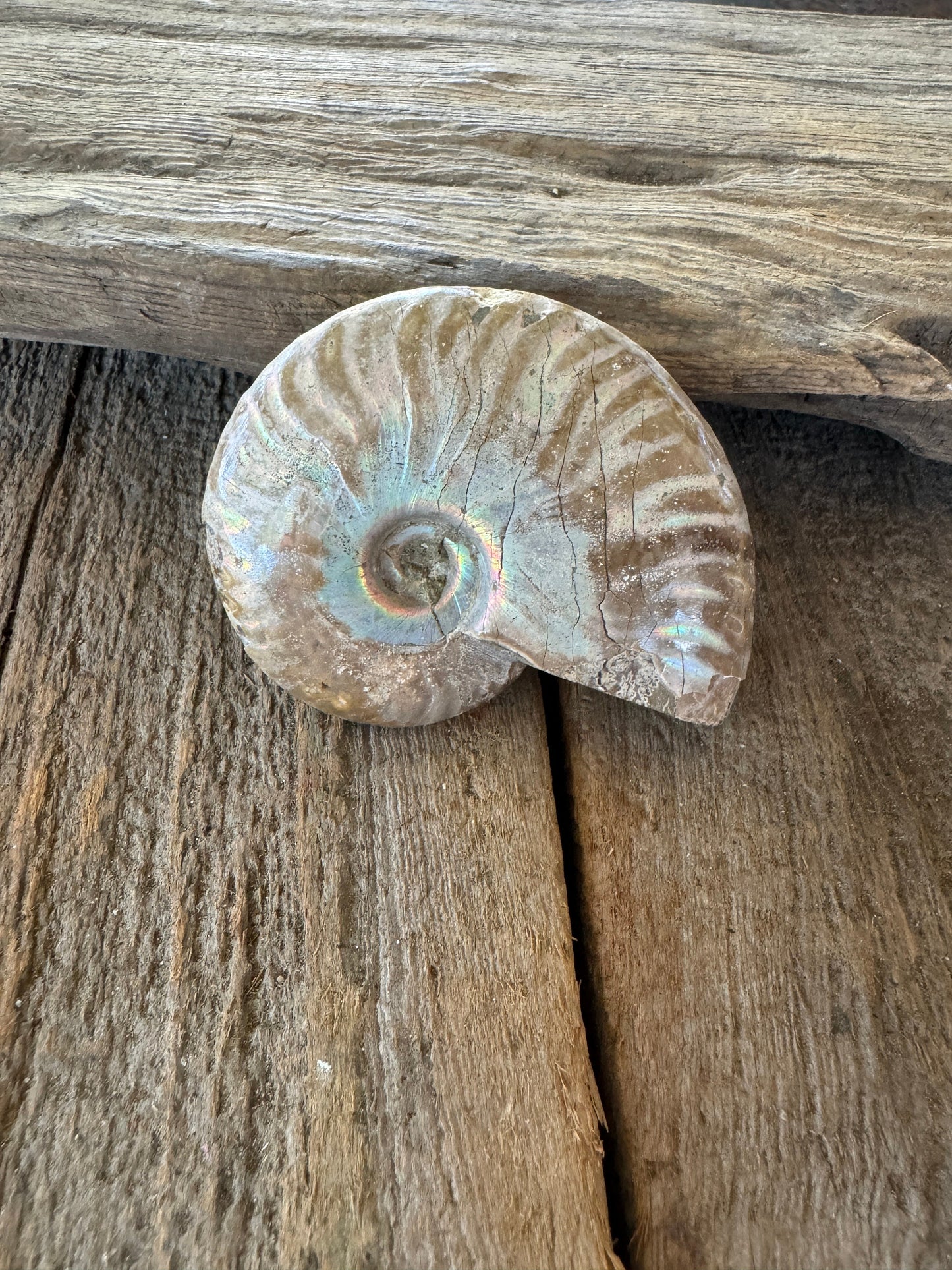 Polished Rainbow Ammonite Opalized Iridescent Fossil Specimen 117g Mineral Crystal