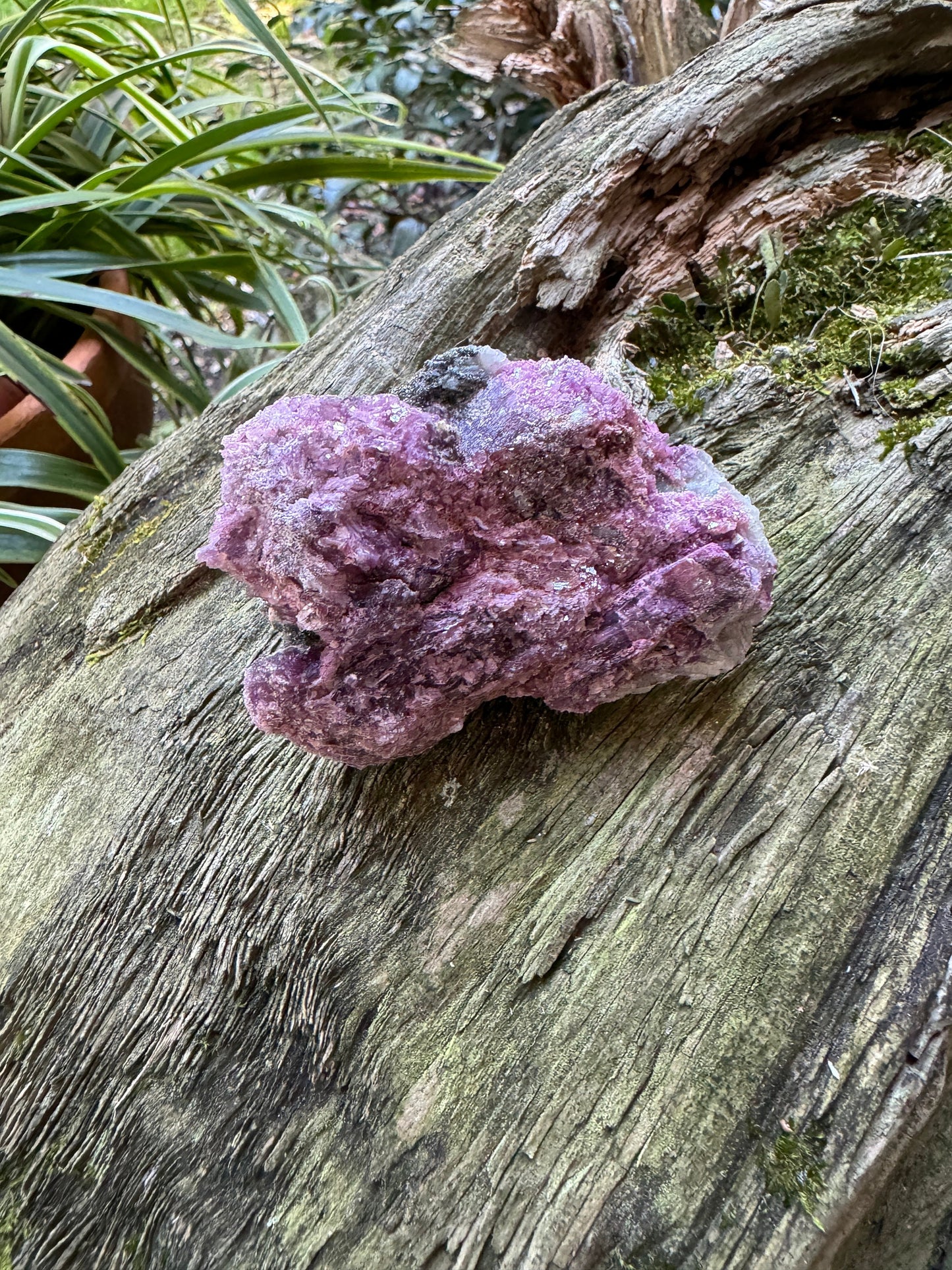 Beautiful Pink Lepidolite with Blue Clevlandite and Quartz  Specimen From Minas Gerais Brazil  98.4g Mineral Crystal