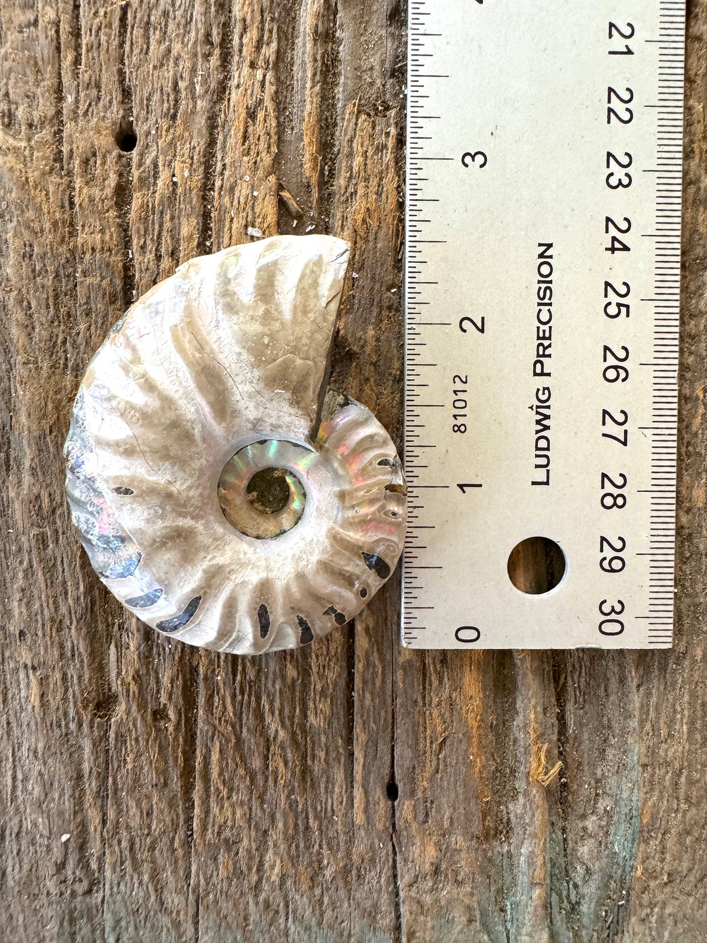 Polished Rainbow Ammonite Opalized Iridescent Fossil Specimen 72.6g Mineral Crystal