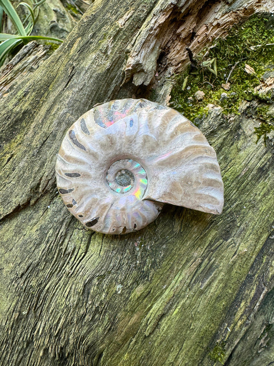 Polished Rainbow Ammonite Opalized Iridescent Fossil Specimen 72.6g Mineral Crystal