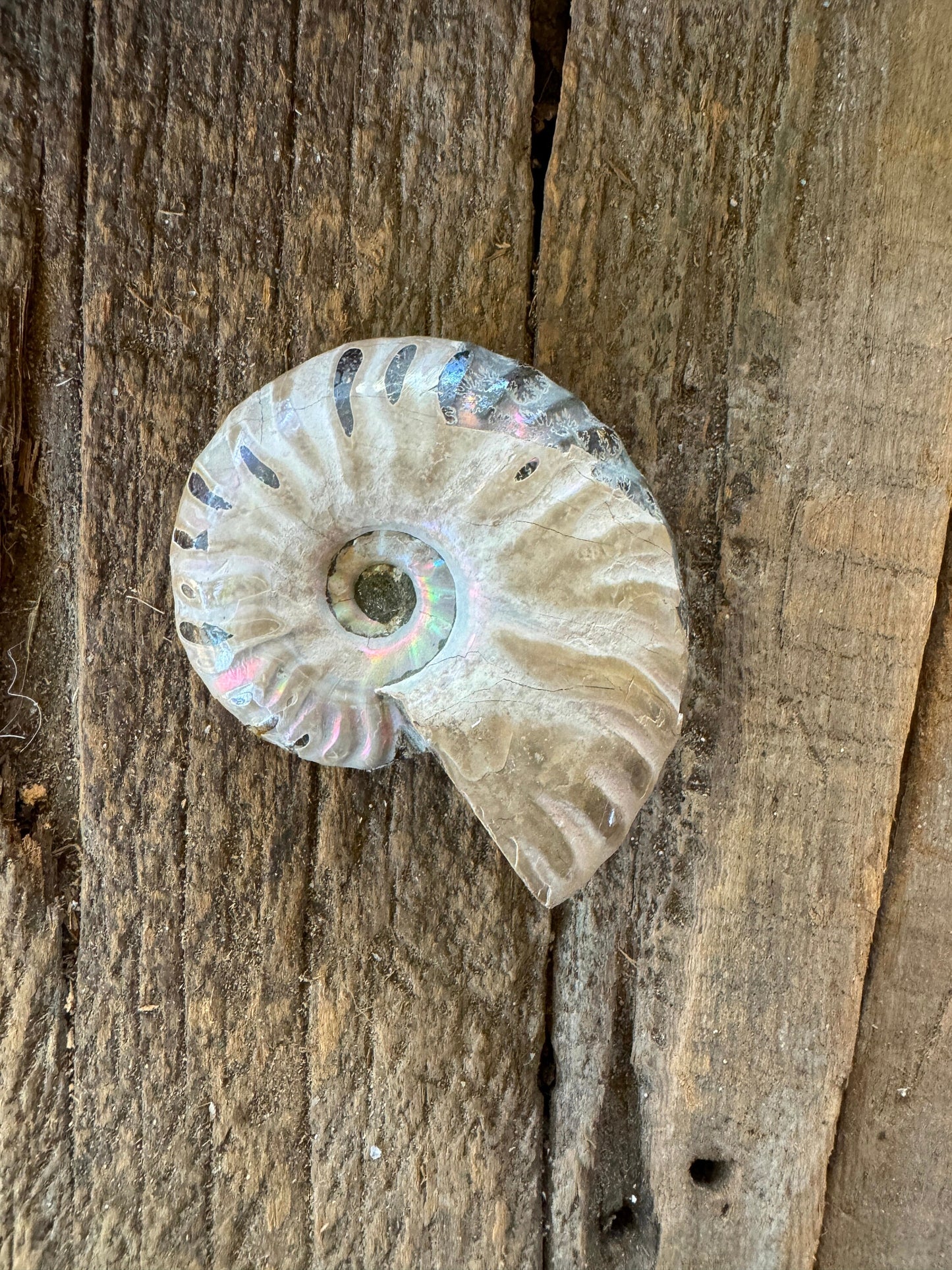 Polished Rainbow Ammonite Opalized Iridescent Fossil Specimen 72.6g Mineral Crystal