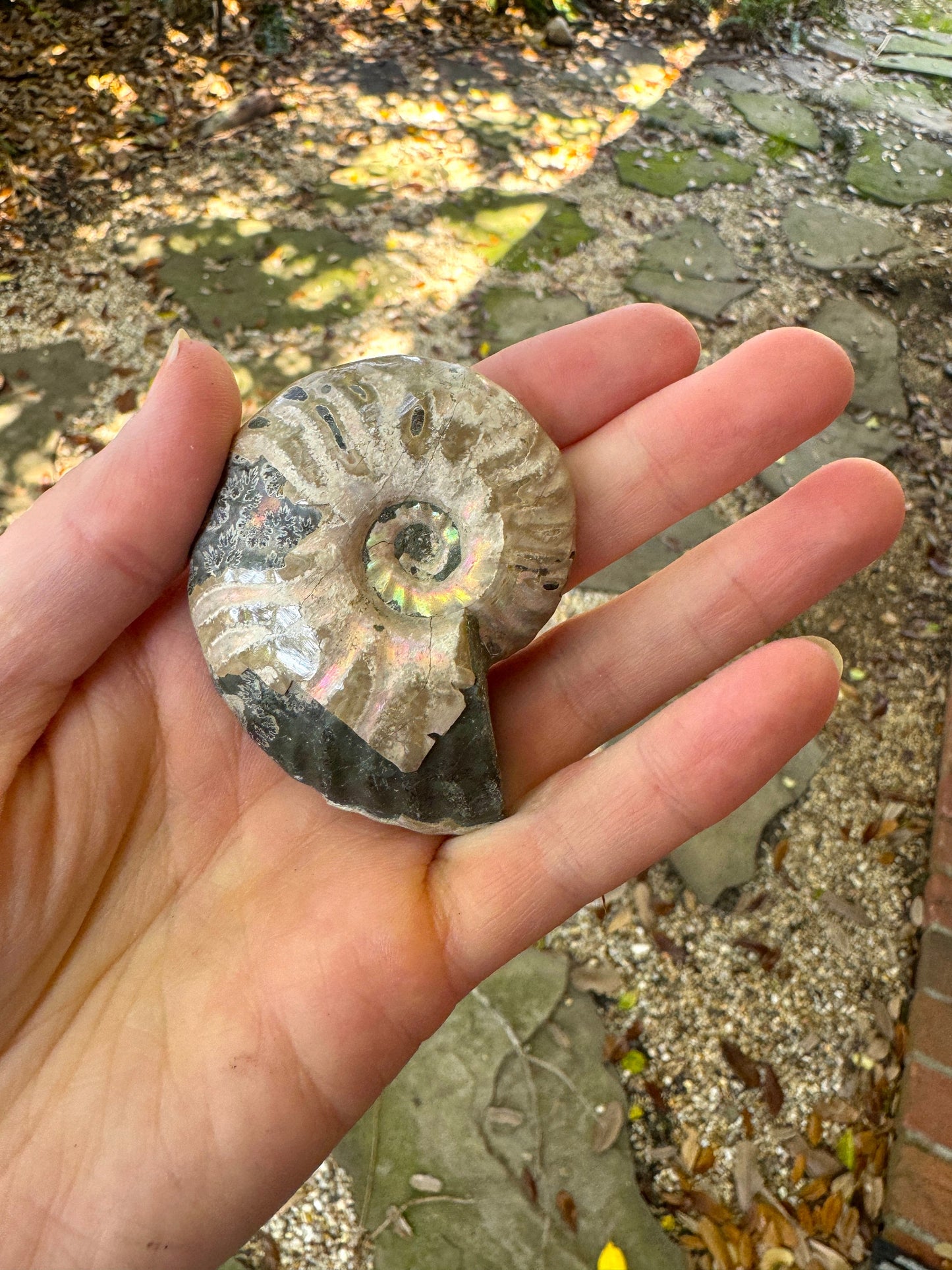 Polished Rainbow Ammonite Opalized Iridescent Fossil Specimen 72.6g Mineral Crystal