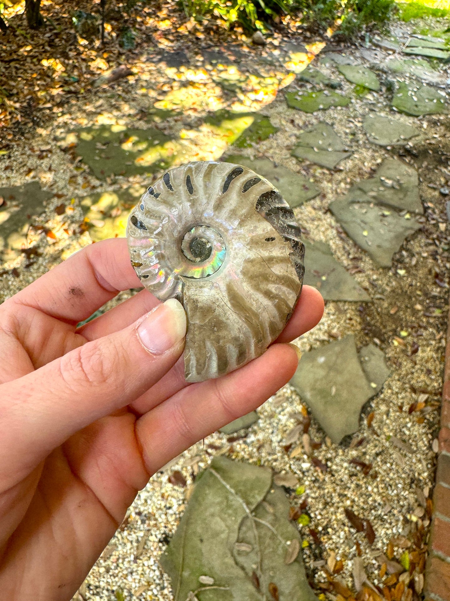 Polished Rainbow Ammonite Opalized Iridescent Fossil Specimen 72.6g Mineral Crystal