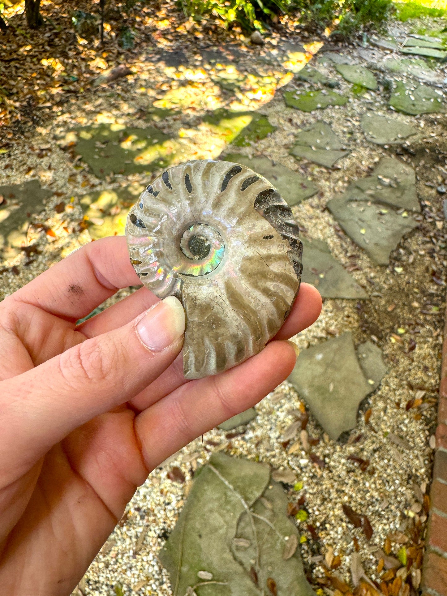 Polished Rainbow Ammonite Opalized Iridescent Fossil Specimen 125g Mineral Crystal